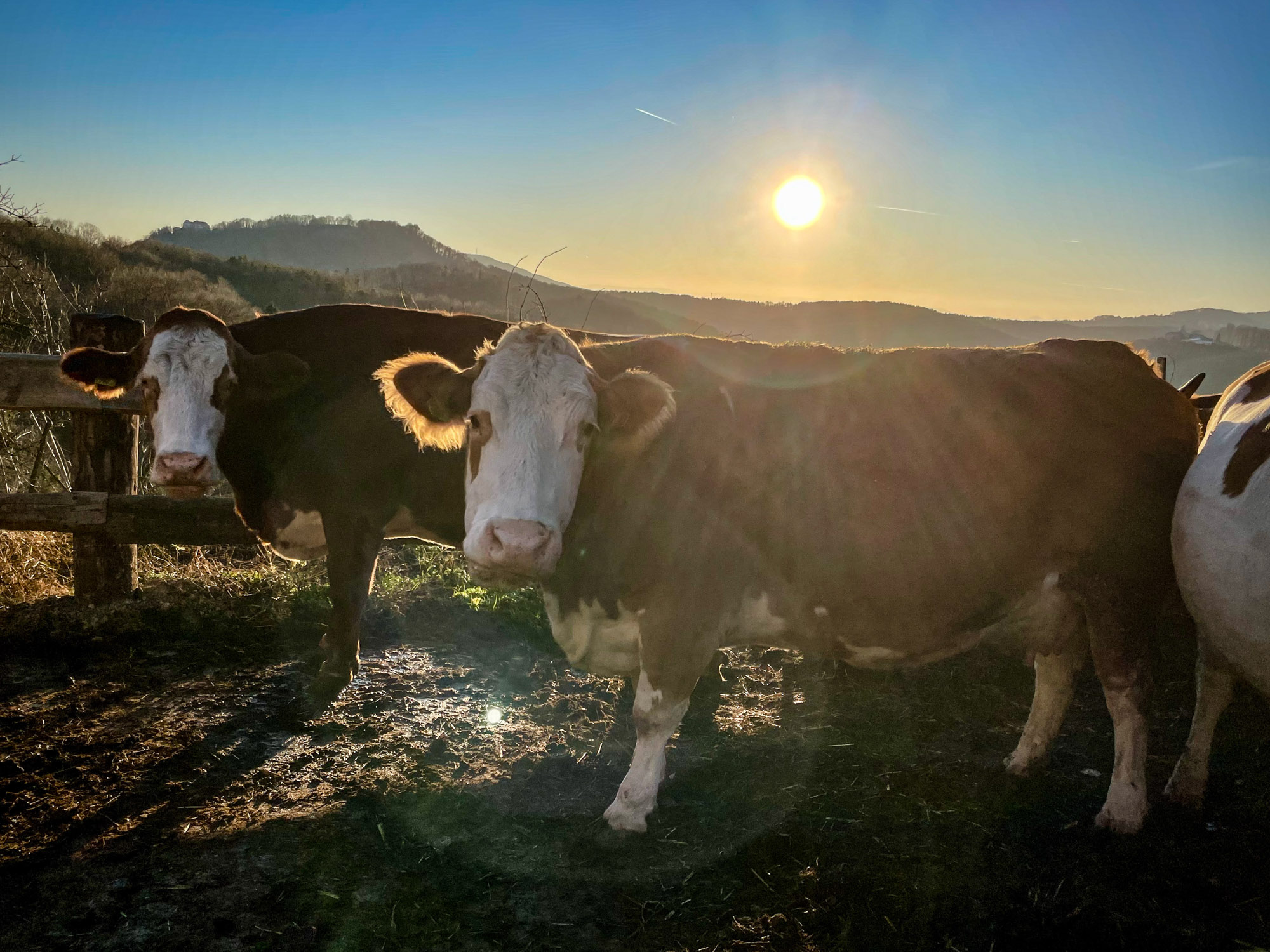 Kühe im Morgenlicht